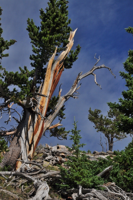 a bristlecone pine